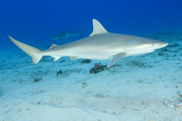 Carcharhinus acronotus (Squalo dal naso nero)